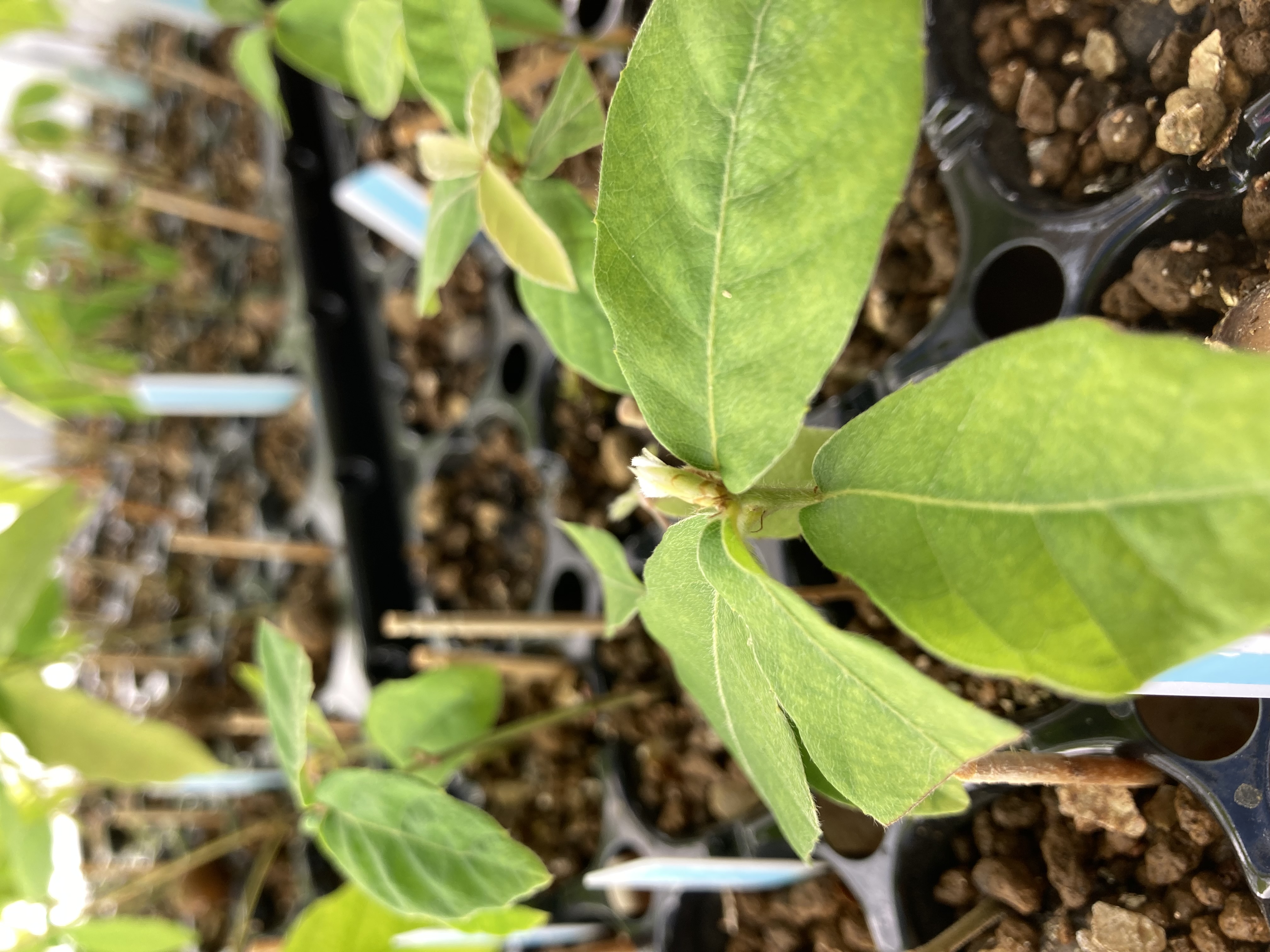 植物生態学 - 岡山大学 大学院環境生命自然科学研究科