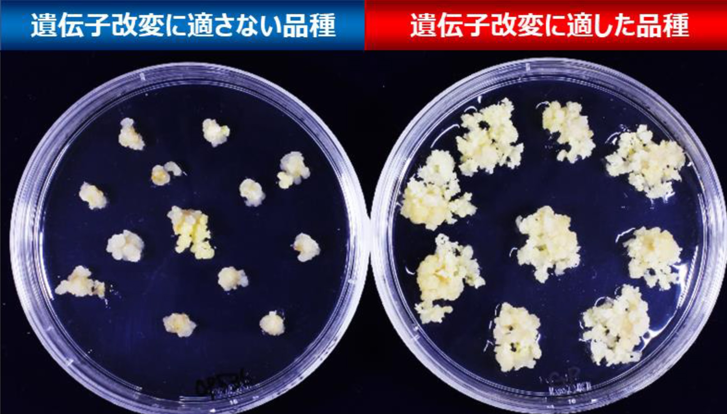 遺伝子・ゲノムの改変で環境変動に適応した高品質なオオムギを作る