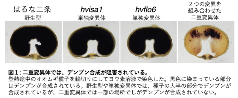 種子中に糖類を高蓄積するオオムギの発見!