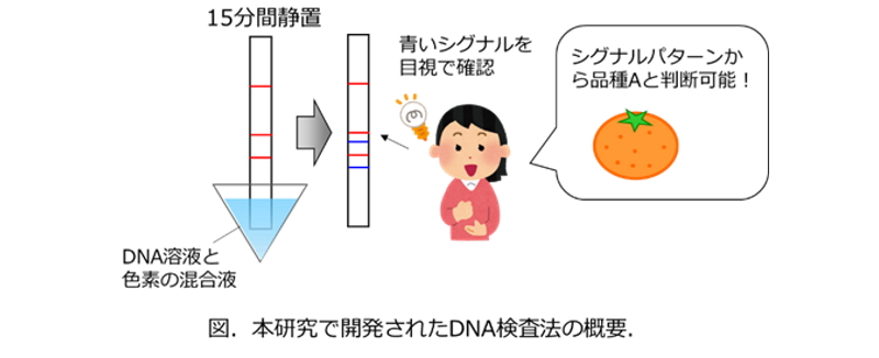 カンキツの品種を迅速かつ簡便に識別可能なDNA検査法を確立！