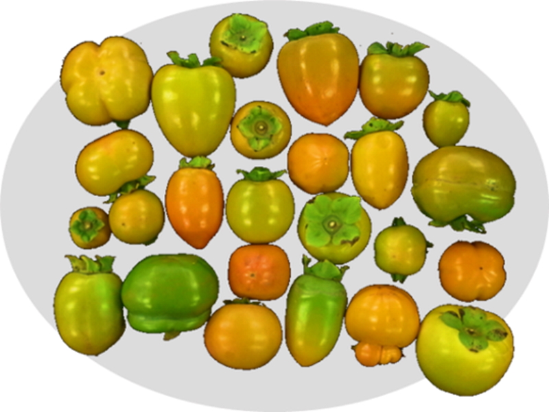 栽培柿の高精度全ゲノム解読 ～果実や性別の進化を解明