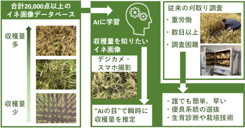 “AIの目”によるイネ収穫量の簡単・迅速推定