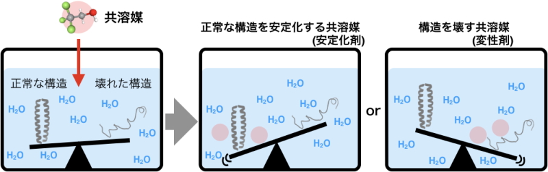 タンパク質と水と共溶媒の「三角関係」を解く方法を考案～タンパク質医薬品の開発に必要な膨大な計算コストの効率化に貢献～