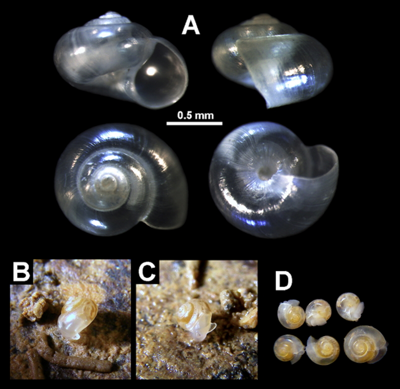 湾奥の地下に潜まる彼（か）は誰（たれ）ぞ—絶滅危惧貝類の新属新種、カハタレカワザンショウ—