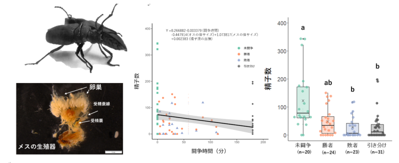 闘争の代償は精子の量～負けても戦いすぎてもオスはメスに精子を渡せなくなる～