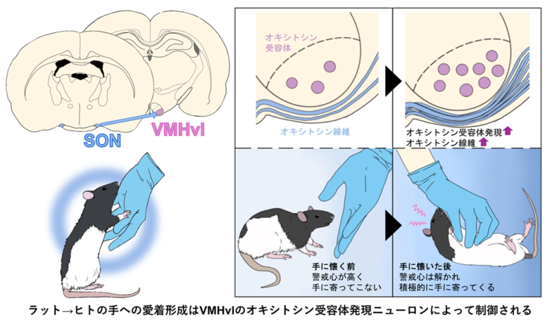 ラットがヒトの手に懐く神経回路メカニズムを解明～「愛情ホルモン」オキシトシンが鍵！～