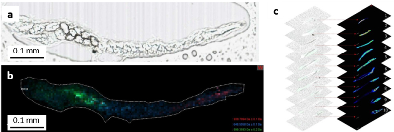 世界初！線虫（C. elegans）の体内構造と脂質分子分布を対応づける質量分析イメージング手法を開発