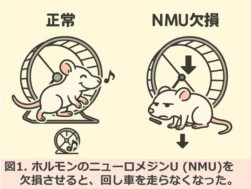 やる気はホルモン次第！？ニューロメジンUが鍵を握る新発見