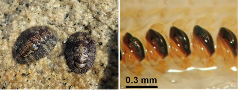 酸化鉄を作るタンパク質を真核生物で初めて発見―ヒザラガイの「磁鉄鉱の歯」形成の謎を解く