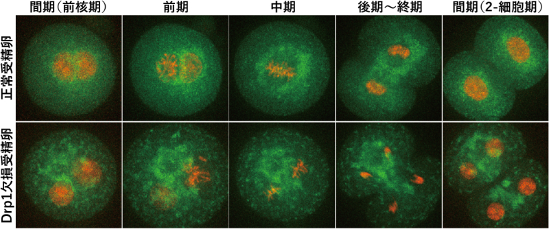 “母の財産”はどう分けられる？～初期胚におけるミトコンドリアの分配機構を解明～