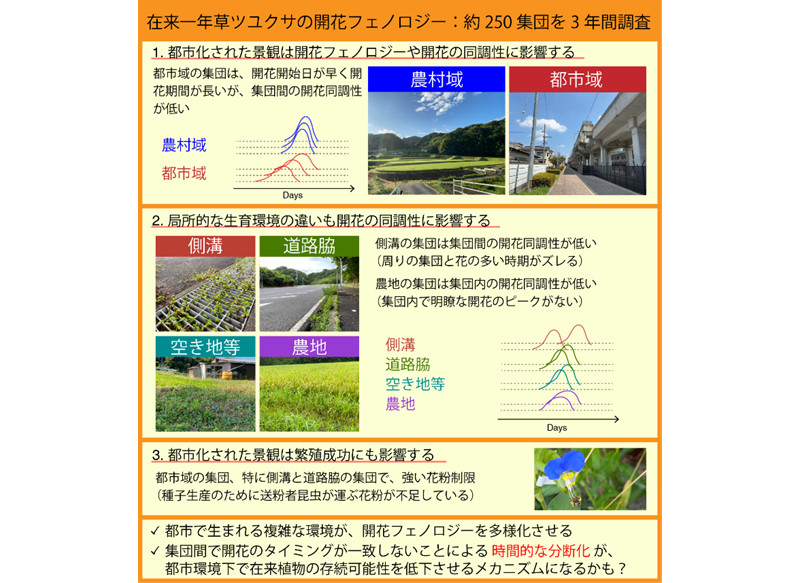 街の片隅の花暦：都市で生まれる複雑な環境が花の咲く季節を多様化させる？