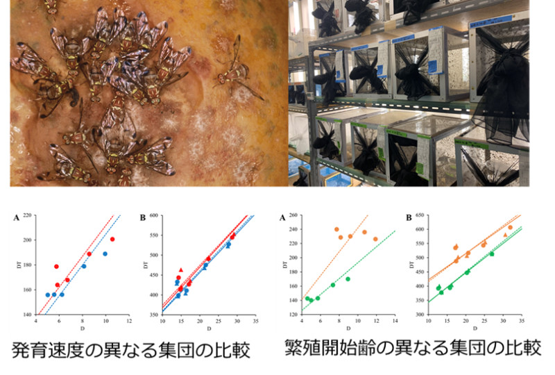 生き急ぐか？ ゆっくり生きるか？ ～特殊害虫ミバエで実証した生物の分布を変える生き方の速さ～