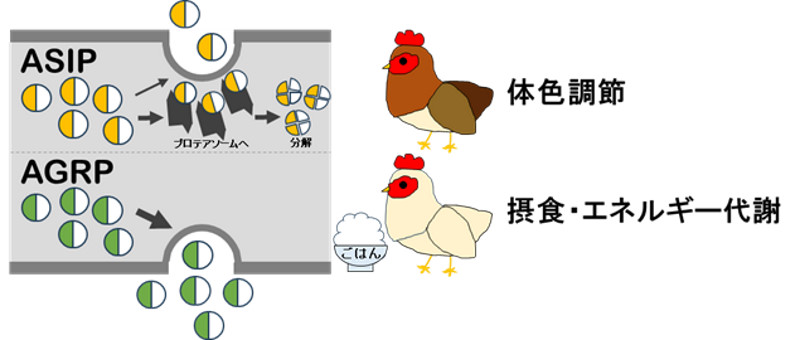 鳥の「色」と「食」：「職」の違いは性格で決まる？～“兄弟分子”がたどった進化のストーリー～