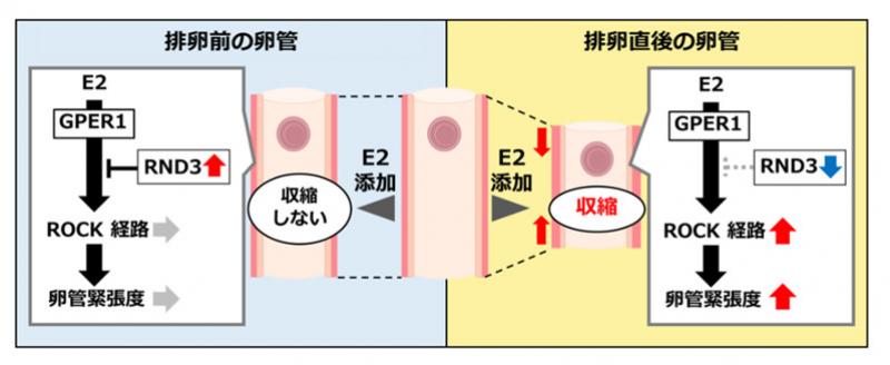 女性ホルモンが妊娠の成立に重要な卵管収縮弛緩運動を直接制御する仕組みを解明～ヒトの不妊治療や家畜の受胎率向上を目指した技術開発に応用～