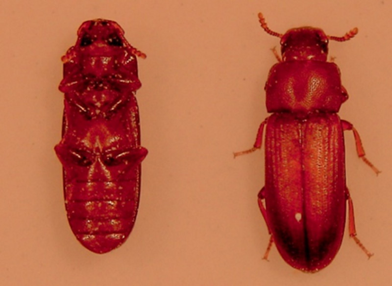 “動かない”進化の代償？～死んだふりをする甲虫が示すパーキンソン病との共通点～