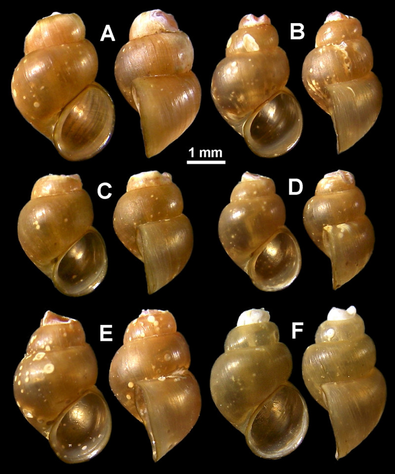 西表島でミヤイリガイの新亜種を発見　日本住血吸虫症の心配はありません！