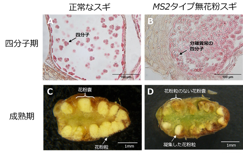 無花粉スギ（MS2タイプ）の候補遺伝子を同定－花粉を作らない原因の解明に前進－