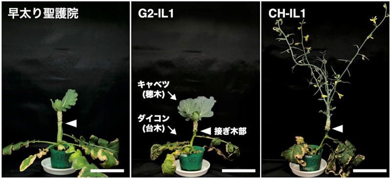 雑草ダイコンに由来する自然変異が、接ぎ木相手の開花を後押し～「GRAFT法」用台木の開発で新品種育成の加速に期待～