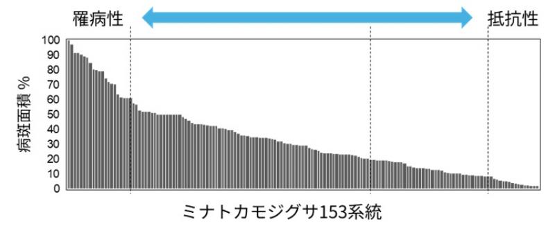 植物がリゾクトニア菌から身を守る仕組みを解明～病害に強い品種育成と防除法開発へ～