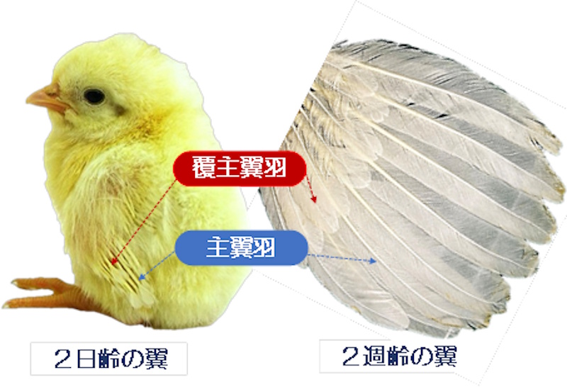 羽はなぜ伸び止まる？――羽の長短を分けるホルモン代謝のしくみに迫る